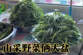 妈妈上山又采俩大盆，这回吃柳薅芽炖土豆，还有我没见过的牛蹄菜视频封面