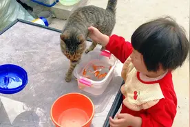 小猫咪偷吃小金鱼，儿童搞笑视频，小孩子爱看的视频1到6岁，动画视频封面