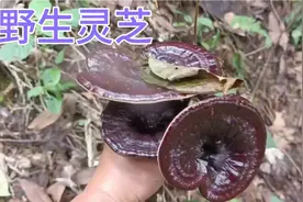 大山里野生灵芝很受欢迎，老罗不管天晴下雨都去找感谢大自然馈赠视频封面