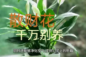 家里不能乱养花，这5种花被称为“散财花”，再勤快也难致富视频封面