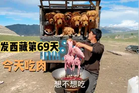 出发西藏第69天，今天心肝肺视频封面