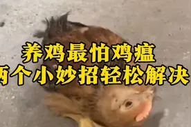养鸡最怕鸡瘟，两个小妙招轻松解决视频封面