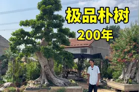 实拍：泰安盆景小镇200年的极品朴树，如今价格一落千丈，太罕见视频封面