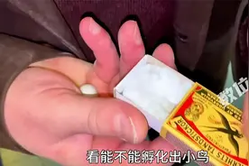 大叔在宠物店，捡到一颗被遗弃鹦鹉蛋，拿回家精心孵化视频封面