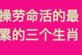 操劳命活的最累的，三个生肖，快来看看哪个吧？视频封面