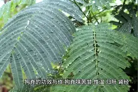 狗脊的功效与作用视频封面