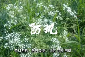 中药防风的作用与功效。@暨南肿瘤中医曹勇博士视频封面