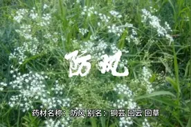 中药防风的作用与功效。@暨南肿瘤中医曹勇博士视频封面