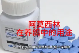 “阿莫西林”在养鸽中的用途#科普一下