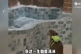 卡皮巴拉视频封面