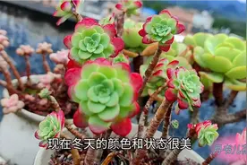 如何把多肉养出短肥圆的状态？这5点重要因素点必须具备视频封面