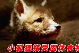 狐狸幼崽接受固体食物，金雕捕食背对的目标视频封面