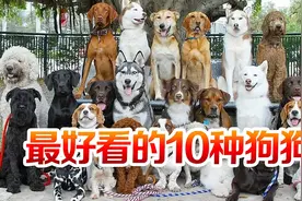 “最好看”的10种狗狗，颜值高，有你喜欢的吗？视频封面