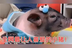 小猪可以自己坐马桶，自己盖被子，喜欢喝酒与主人无障碍沟通！