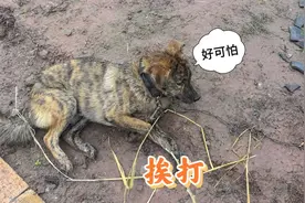 有些狗是真的狗，这打挨的一点不冤枉，被主人揍完是什么反应？视频封面