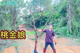 桃金娘大冠幅，一棵标准型庭院树，赏花摘果首选素材视频封面