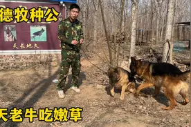 八岁德牧种公，老牛吃嫩草搭配一岁半小母，还能顺利带胎真相这样视频封面