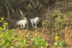 大家只知道贵州有“下司犬”却不知道有更好用的猎狗“从江狗”视频封面