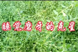 田间地头的一种草是睡觉磨牙的克星，大人小孩通用，做法简单。视频封面