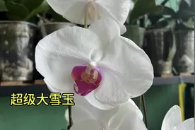 超级巨无霸大花型蝴蝶兰——大雪玉？视频封面