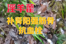 淫羊藿：补肾阳强筋骨保护肝肾，抗骨质疏松抗血栓增强造血功能视频封面