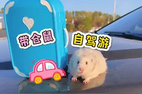 和爸妈带着仓鼠自驾游！有宠物陪伴的旅行也太开心了吧！