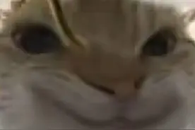 小猫表情包自己p的，有需要的保存。视频封面