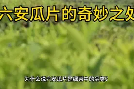 六安瓜片绿茶中的另类，揭秘奇妙之处视频封面