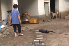 养了5年狗狗-却从来不让主人碰-真相让人泪奔-视频封面