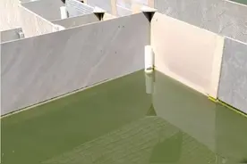 兄弟们，半年没换水的鳄龟苗，狠生猛，户外环境养品质值得肯定。视频封面