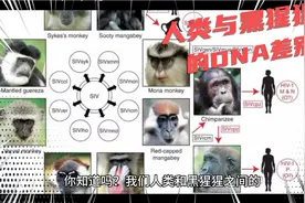 人类与黑猩猩的DNA差别视频封面