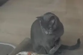 他家小猫发生怪事，突然开始攻击主人#奇闻奇事视频封面