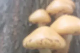 这个是柳树上长的蘑菇视频封面