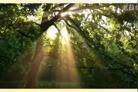 《小伙温暖无父无母卖苹果男孩：善良之举，点亮爱的希望之光》视频封面