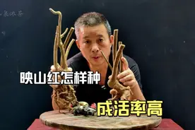 种养映山红成活率不高，原因出在什么地方视频封面
