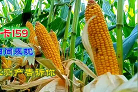高产抗倒的玉米品种“迪卡159”田间表现非常棒，垧产14吨不是梦视频封面