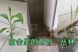 返校惊见：宿舍变绿野，半人高草诉说夏日神秘故事视频封面