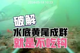 破解水底黄尾成群就是不吃钩，原因和应对办法都有了
