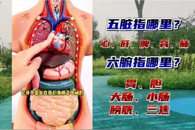 人体内结构五脏六腑图解视频封面