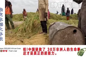 中国杂交水稻引进非洲，一起看看老外怎么说