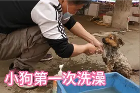 主人第一次帮小奶狗洗澡，本以为小狗会极力反抗，结果出乎意料😅视频封面
