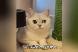 全网最手欠的猫咪“风车车”，每天和铲屎官斗智斗勇火遍全网