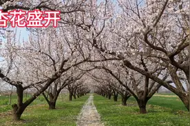 正是杏花盛开的时候，推荐大家两个观赏杏花的好地方视频封面