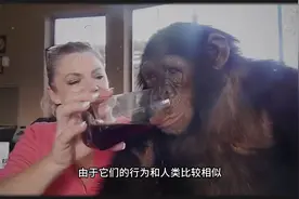 富婆把猩猩当情人养、最后惨遭毁容！视频封面