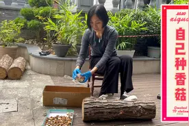 买了30根椴树木，在城市里仿野生自然种植香菇，希望实现香菇自由视频封面
