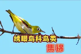 深受鸟友喜爱的绣眼鸟，有多少品种知道吗？盘点九种您养过哪种视频封面