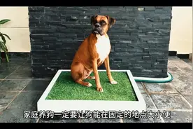 养狗如何让狗在固定地点大小便？外出时狗迟迟不肯大小便怎么办？视频封面