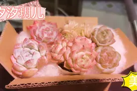 多肉开箱40：心心念念的爱丽丝女王到手了，惊喜满满！冰魄上盆视频封面