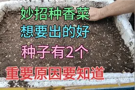 妙招使花盆种香菜，想要出的好，种子有2个重要原因，要知道视频封面