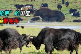 青海1600斤的野牦牛下山，面对“牛魔王”，牧民机靠牛粪逃生！视频封面